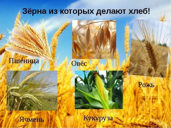 Пшеница рожь ячмень овес