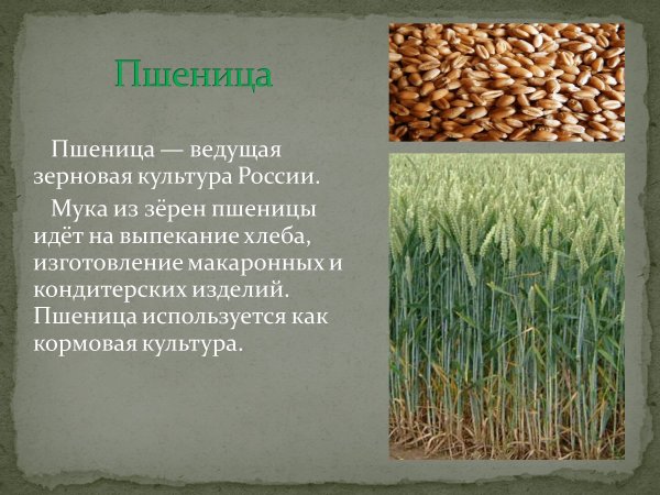 Культурные растения зерновые культуры