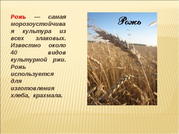 Характеристика ржи