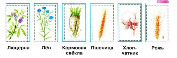 Мама Серёжи и Нади интересуется знаешь ли ты культурные растения