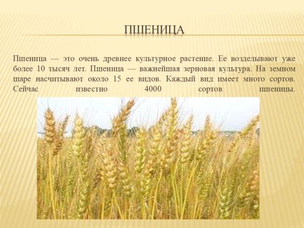 Описание пшеницы
