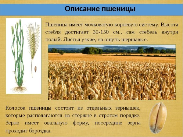 Пшеница культурное растение