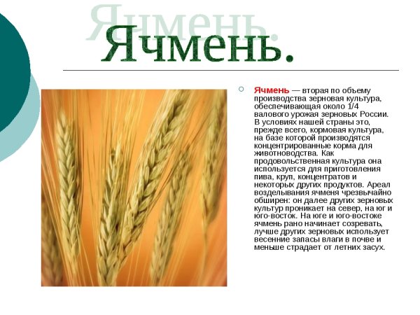 Ячмень презентация