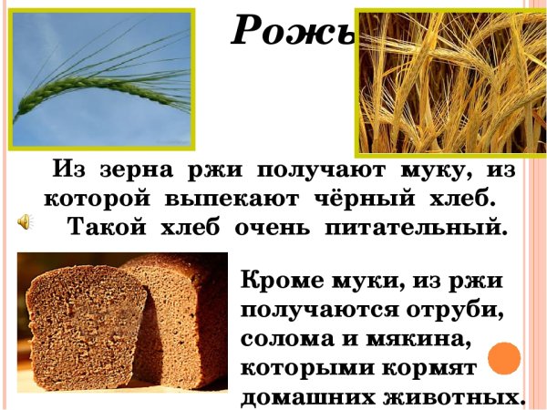 Презентация на тему рожь