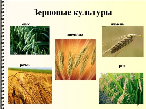 Идеи на тему «Зерновые культуры» (62) | зерновые, рисунки, ботанические иллюстрации
