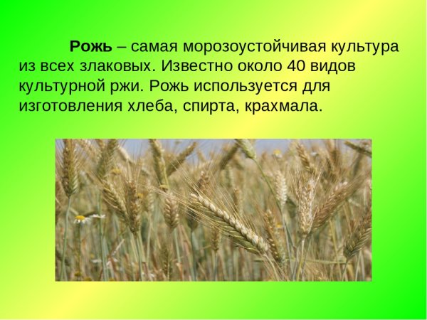 Зерновые культурные растения