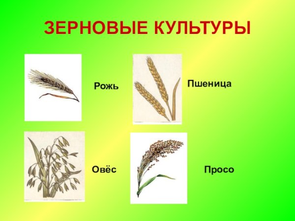 В чем отличия пшеницы, ржи, овса и ячменя: фото и сравнительная характеристика