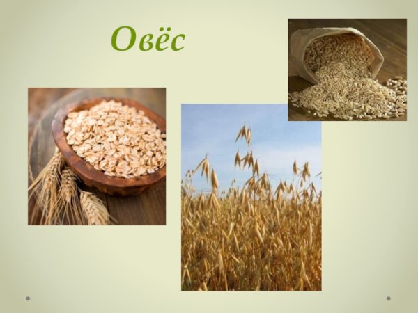 Овес это зерновая культура