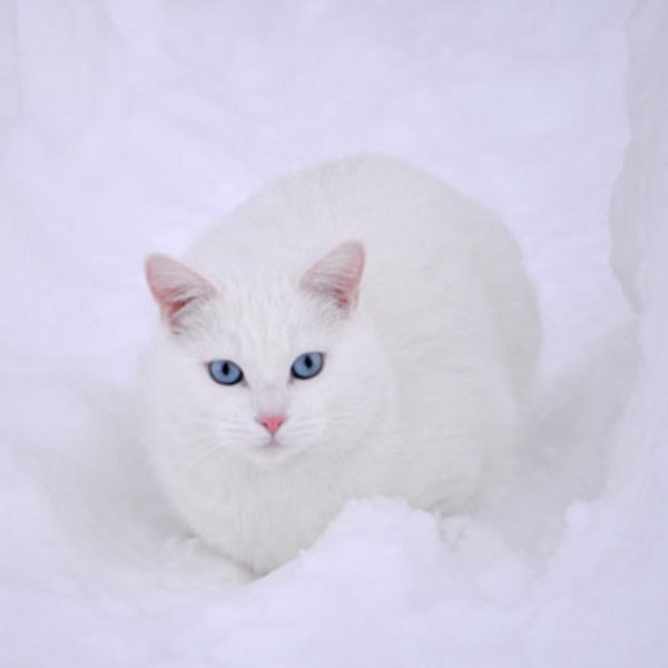 Белая кошка на снегу