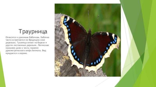Траурница бабочка описание