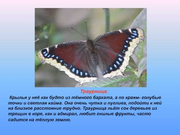 Бабочка траурница описание для 2 класса