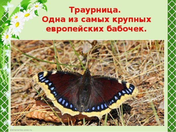 Бабочка-траурница питается