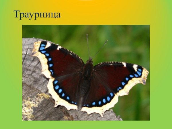 Бабочки траурница и Адмирал