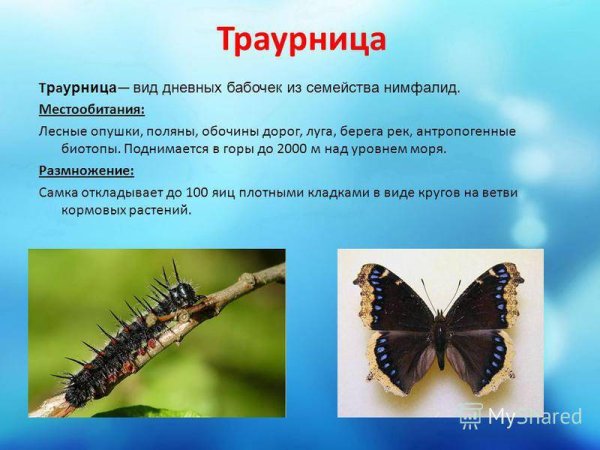 Бабочка-траурница питается