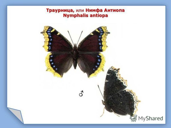 Траурница бабочка самка