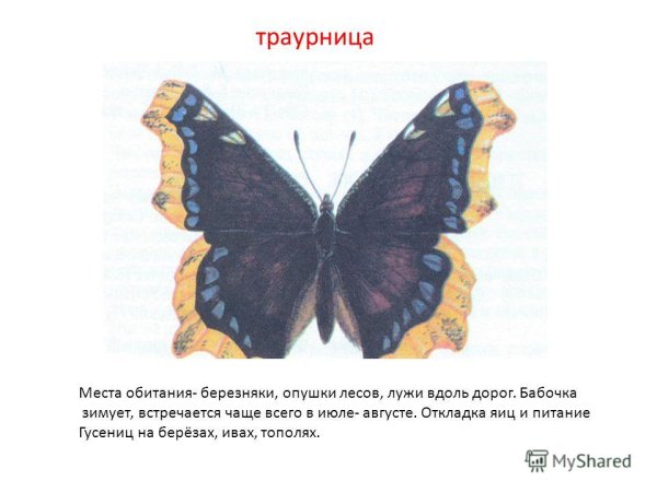 Траурница зимует