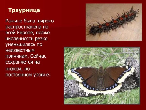 Бабочки траурница и Адмирал