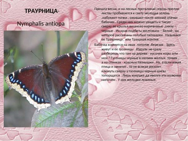 Траурница бабочка описание