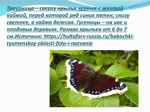 Сообщение про бабочку траурница