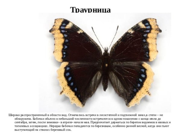 Черная бабочка траурница