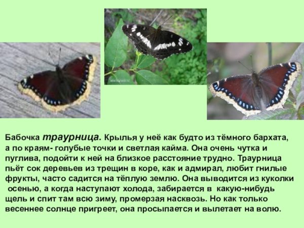 Траурница бабочка описание