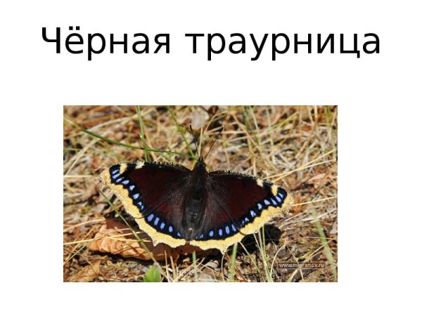 Название бабочек траурницы с названием