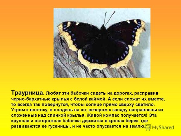 Траурница бабочка описание