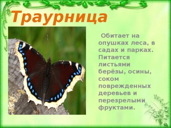 Насекомые обитающие на опушке