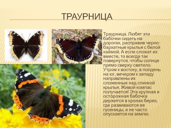 Бабочка Адмирал крапивница траурница