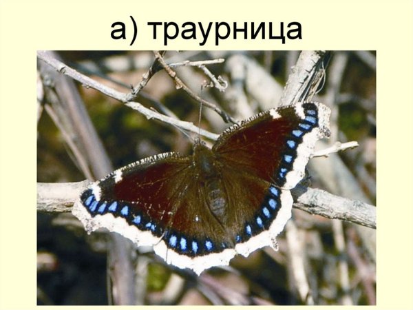 Махаон траурница