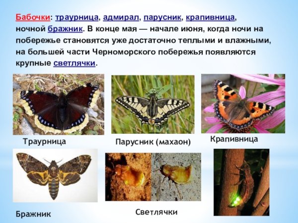 Крапивница траурница