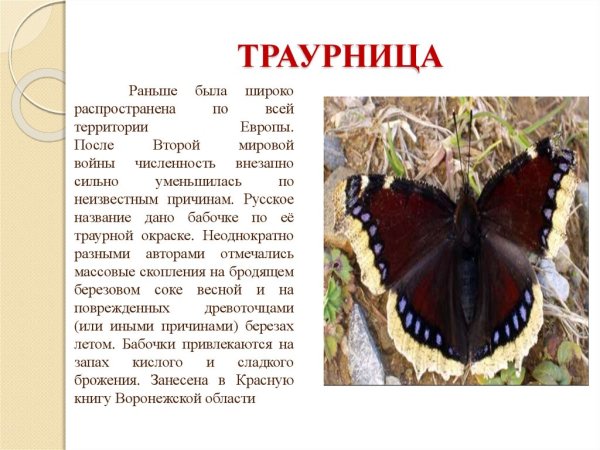 Бабочки Воронежской области занесенные в красную книгу
