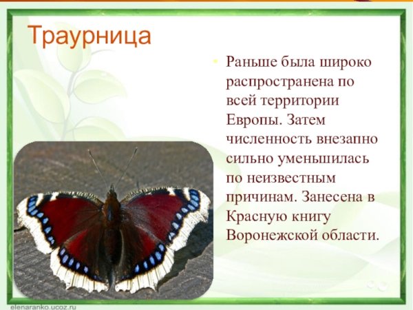 Красная книга Воронежа и Воронежской области