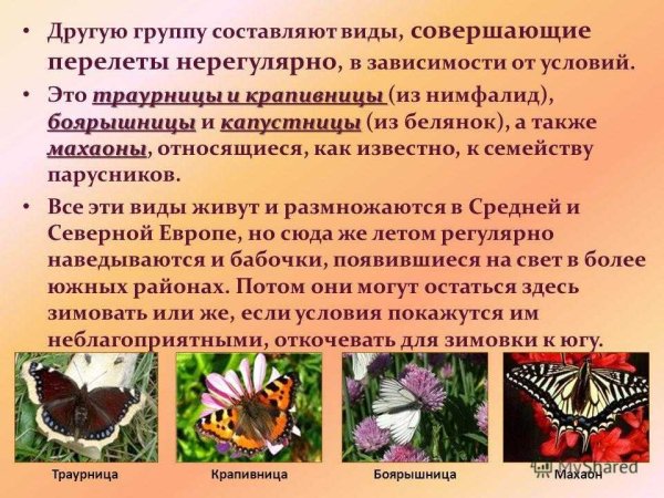 Махаон крапивница траурница
