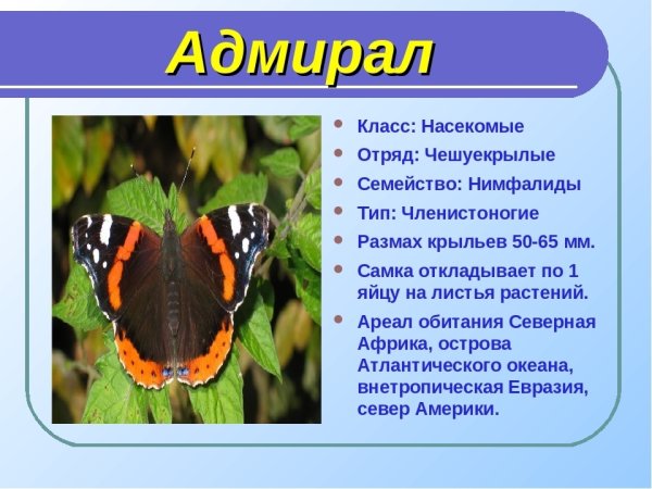 Бабочки Адмирал лимонница траурница павлиний глаз крапивница