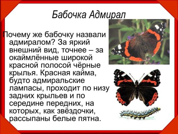 Красная книга бабочка Адмирал описание 2
