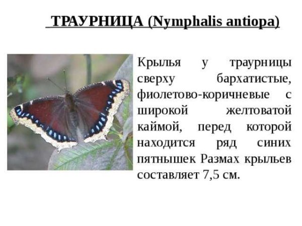 Траурница бабочка описание