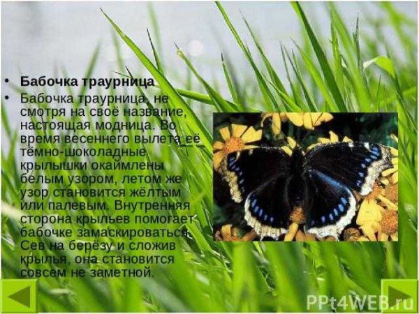 Траурница бабочка описание