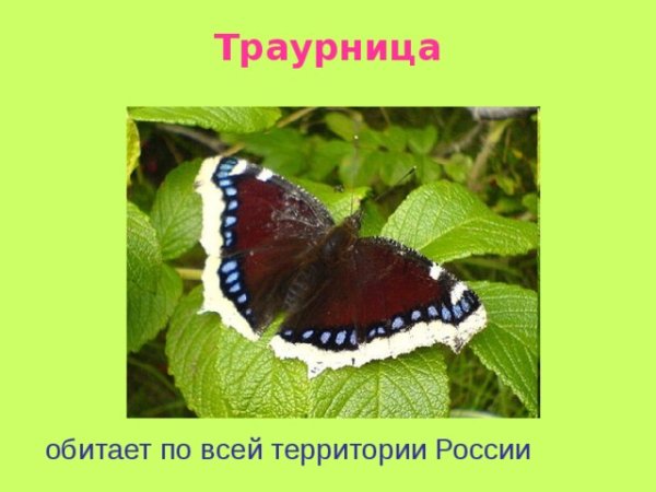 Траурница бабочка красная книга