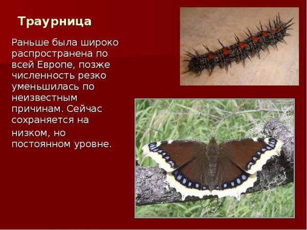 Бабочка траурница