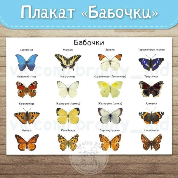 Виды бабочек с названиями