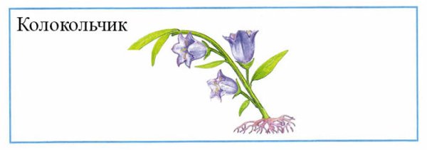 Колокольчик окружающий мир