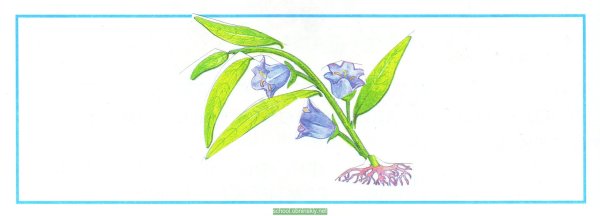 Растение колокольчик окружающий мир 1 класс