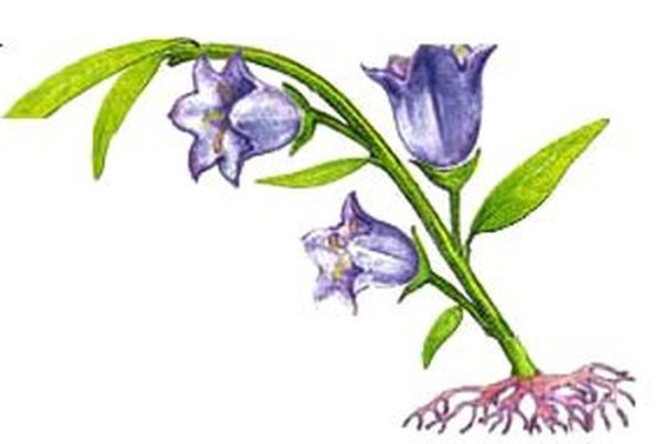 Части колокольчика растения