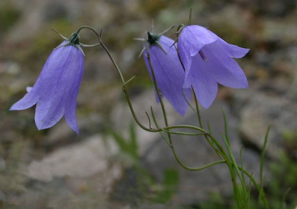 . Серовой «колокольчик голубой…»