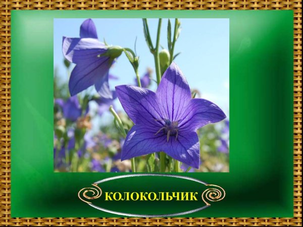 Проект про колокольчик