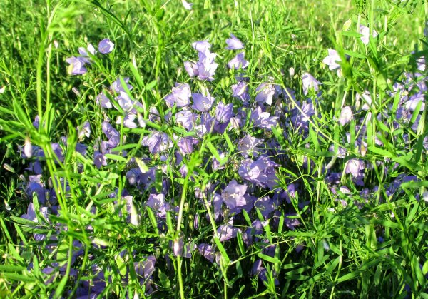 Травянистое растение Луга колокольчик