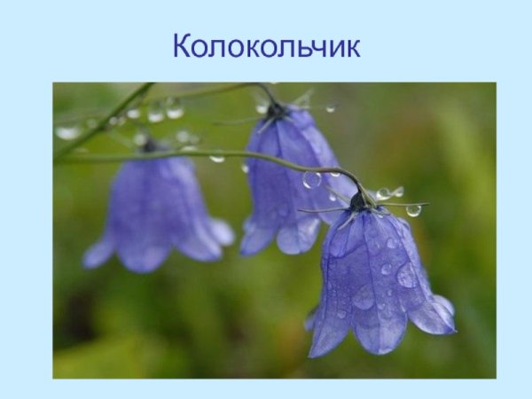 Колокольчатый венчик