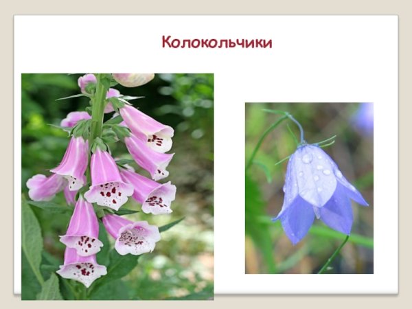 Колокольчик охраняемое растение