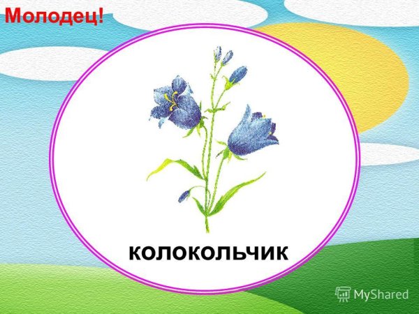 Колокольчик окружающий мир